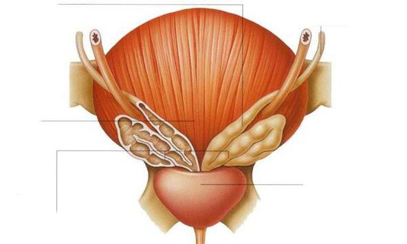Anatomia della prostata